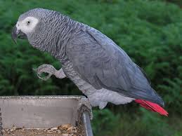 Breeders often sell wholesale to pet stores or brokers, attend bird fairs or bird shows to sell to the public, or sell directly to the public from home. Unique Brain Circuitry Might Explain Why Parrots Are So Smart Smart News Smithsonian Magazine