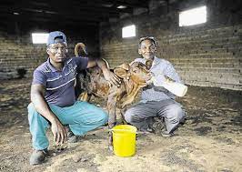 They represented a turning point in the country's history, as despite receiving just under half of the votes cast, the united party and its leader, incumbent prime minister jan smuts, were ousted by the herenigde nasionale party (hnp) led by d. Modise To Meet Police Investigators Over Pig Farm Scandal