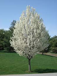 Maybe you would like to learn more about one of these? The Middlebury Landscape Ornamental Pear Tree Flowering Pear Tree Patio Trees