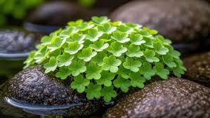 Image result for Marsilea minuta