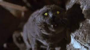 Cat, holly golightly's cat in breakfast at tiffany's (1961). 19 Best Cat Names From Movies Great Pet Care