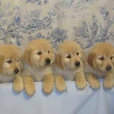 Cape fear golden retriever rescue. Golden Retriever Puppies In Nc Petsidi