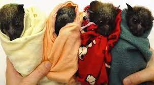 Can i own a bat as a pet. Ze Frank Presents True Facts About The Fruit Bat The Mary Sue