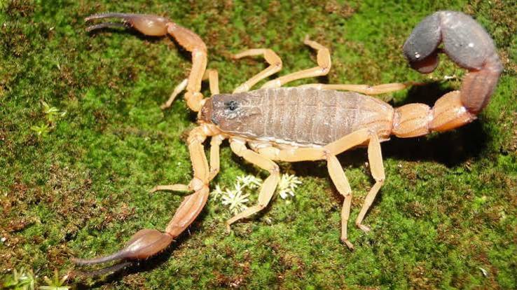 Three new “club-tailed” scorpions join the tree of life - California  Academy of Sciences