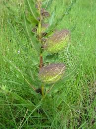 Image result for Xysmalobium