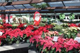 Of course, the more hungry deer are, the more willing they'll be to risk eating even these. Poinsettia Care Animal Protecting And Not In My Yard Deer This Month In The Garden Pennlive Com