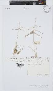 Image result for Trichoneura grandiglumis
