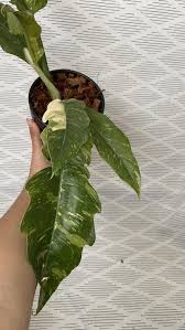 Philodendron Ring Of Fire Preorder Etsy In 2020 Philodendron Plants Plant Life
