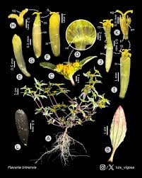 Image result for Flaveria trinervia