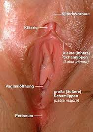 Grossen schamlippen reichen vom behaarten schamhã¼gel, mons veneria, bis zum parallel mit den grossen schamlippen verlaufen die kleinen von der clitoris bis zu den seiten des. Vulva
