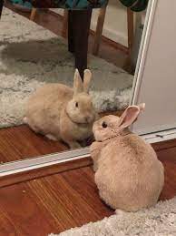 I have a front yard that is open to the rabbits and when i planted my flowers the smaller plants i placed irish soap around them and they. She Likes To Admire Herself In The Mirror Rabbits