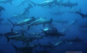 Check spelling or type a new query. Scuba Diving In Cocos Island Costa Rica Diving Underseaventures