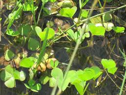 Image result for Marsilea aegyptiaca