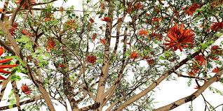 Image result for Erythrina lysistemon