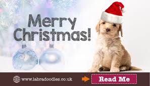 May this season of giving be the start of your better life. Merry Christmas Australian Cobberdogs Labradoodles