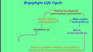 Each spore grows into a leafy gametophyte. Bryophyte Life Cycle Video Dailymotion