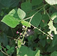 Image result for Pseudarthria