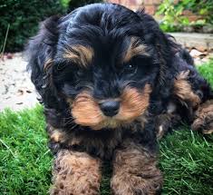 We have lovely cavapoo puppies. Cavapoo Breeders In Alberta Canada Cavapoo World