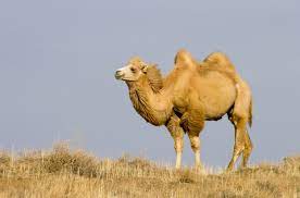 In the wild, bactrian camels form herds of up to 30 members led by a single breeding male. The Wild Bactrian Camel Camelus Ferus Desertusa