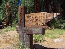 Can you camp in the redwood forest. Redwood Meadow Sequoia National Forest Recreation Gov