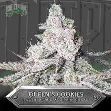Made from real cannabutter and locally sourced cannabis. Bulletproof Genetics Queen S Cookies Neptune Seed Bank