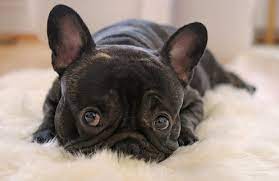 * érdekességek a francia bulldogról a francia bulldog agresszív lehet milyen a francia bulldog? Google Kepkeresesi Talalat Http Www Haziallat Hu Kutyafajtak Francia Bulldog Ragszkodo Es Jatekos Kutya 2068 1 Francia Bulldog Francia Buldog Jpg Shared By Florabiczo