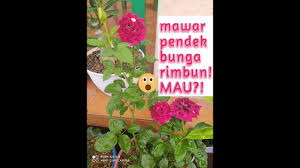 Menanam bunga krokot ini mungkin belum terlalu populer bagi sebagian besar masyarakat di indonesia. Ide Kreatif Tanam Krokot Moss Rose Lebat Dan Rimbun Pada Pot Talang Youtube