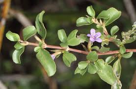 Image result for Dyschoriste trichocalyx