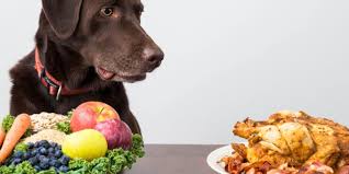However, a vegan dog diet is a stricter form of vegetarian dog diet because veganism in dogs prohibits this formula is the first complete vegan puppy food made. 5 Best Vegan Dog Foods Free Guide To A Vegan Diet For Dogs