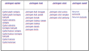 Otot melindungi jaringan halus dari saraf yang berjalan ke seluruh tubuh dan juga menyediakan sistem otot dan sistem saraf juga bekerja sama untuk menjaga stabilitas internal atau dikenal contohnya yaitu gerak jalan. Jaringan Hewan Javaurora