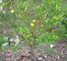 How to grow and use mexican key lime. Key Lime Tree Hubpages