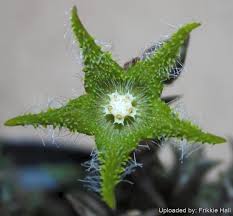 Image result for Orbea dummeri