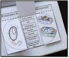 Cell Comparison Science Interactive Notebook Interactive Science Notebook Interactive Science Biology Lessons
