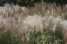 Image result for Panicum pole-evansii