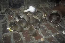 Haben sie als grundstückseigentümer ratten im garten entdeckt, sind sie verpflichtet, mit der rattenbekämpfung zu beginnen. Was Tun Gegen Ratten