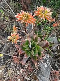 Image result for Aloe fimbrialis