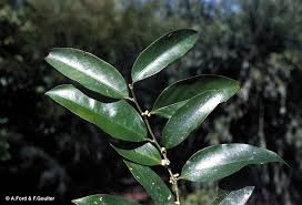 Image result for Drypetes sclerophylla