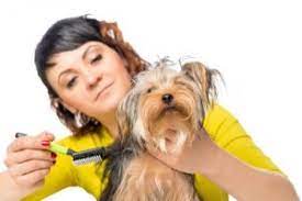 Pet grooming schools of america is licensed by the florida department of education. Florida Dog Grooming School Certification Classes Cost Near Me