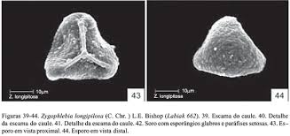 Image result for Zygophlebia villosissima