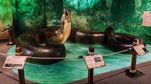 The titanoboa is an extinct snake that was simply massive, at 42 ft. The Massive Titanoboa Snake Once Ruled The Colombian Rainforest Howstuffworks