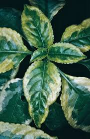 Image result for Impatiens stuhlmannii