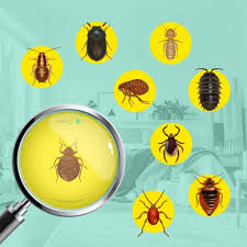 Image result for bed bugs