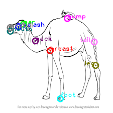 Download scientific diagram | system architecture of camel. Camel One Shot Part Labeling