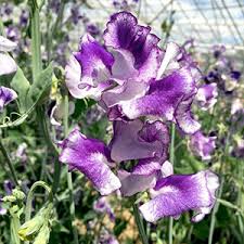 Here are 15 that are either in or very close to north staffordshire that will be. Flower Plants Online Delivered To Your Door Dobies
