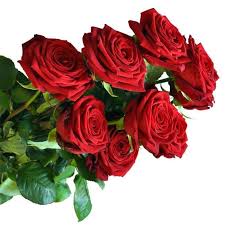 Scegli un'opzione rosso bianco rosa. Mazzo Di Rose Rosse A Gambo Lungo Acquista Online Fiori A Piacenza Consegna Fiori A Domicilio A Piacenza Fiorista Mazzocchi A Piacenza Fiori A Piacenza Fioristamazzocchi It