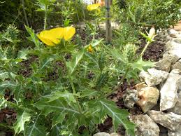 Image result for Argemone mexicana