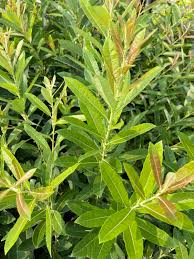 Image result for Salix