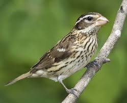 Black Bird With Orange Belly Michigan Female Rose Breasted Grosbeak Pheucticus Ludovicianus Bird Species Animals Birds