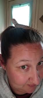 Wild bearded dragon enclosures and supplies