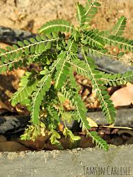 Image result for Phyllanthus udoricola